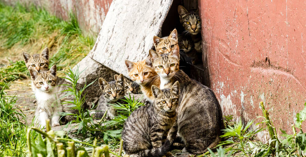 A group of stray kittens poking out from a shed.