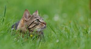 a tabby cat lying in grass.