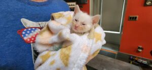 Ranger, a tiny white kitten, wrapped in a blanket.